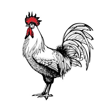 Rooster vector graphics . Rooster illustration of a graphic liner, engraved in vintage style. illustration for farms and production, eco product, natural. Label for chicken of the product.