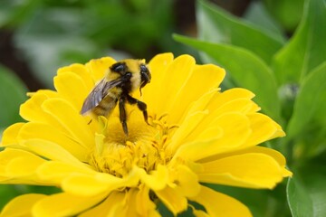 bee on flower