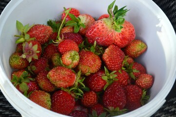 fresh strawberries in a bowl