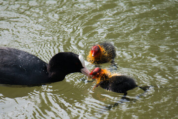 Adult Eurasian coot (Fulica atra) feeding youngs in the water