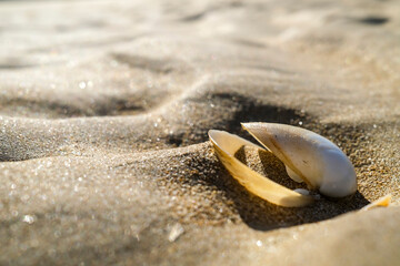shell on beach sand