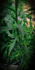 Green Plant