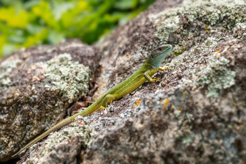 Green Lizard - Lacerta viridis, beautiful colored lizard from European meadows and rocks, Havraniky, Czech Republic.