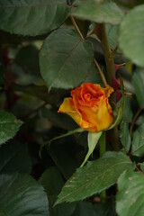 Fototapeta premium Yellow Flower of Rose 'Sundance' in Full Bloom 