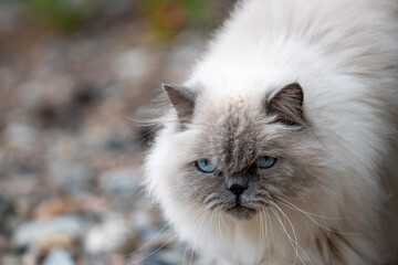 Lovely adult Ragdoll Cat with curious Blue Eyes and fluffy white fur Looking at the camera with tilted head.