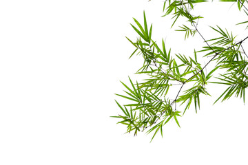 Bamboo leaves on a white background.