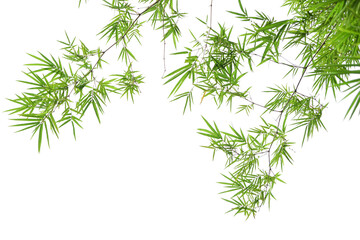 Bamboo leaves on a white background.