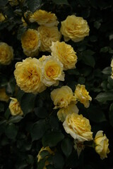 Obraz na płótnie Canvas Yellow Flower of Rose 'Sunlight Romantica' in Full Bloom 