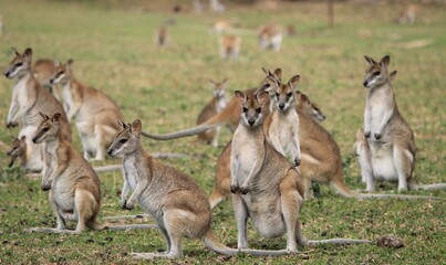 Field of Wallabies