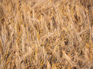 Selective focus of yellow barley in golden meadow