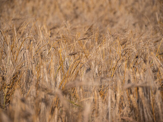Fototapeta premium Selective focus of yellow barley in golden meadow