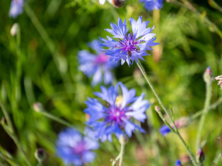purple flowers in the field