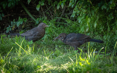 birds on the grass