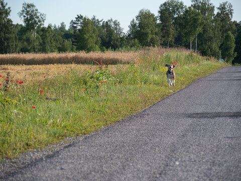 dog running on the road