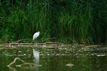 Aigrette garzette