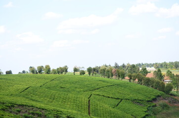 Fototapeta na wymiar Tea Garden in Kenya