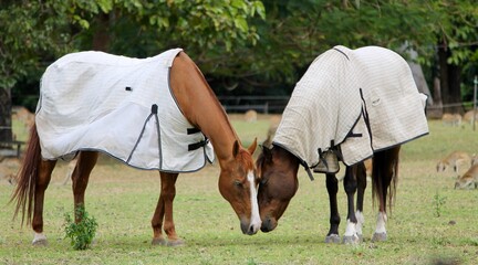 Couple of horses kissing each other