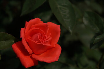 Orange Flower of Rose 'Super Star' in Full Bloom
