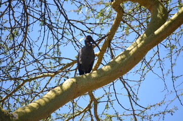 Bird on a tree