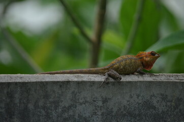 Dragon Lizard - Waiting for its Prey