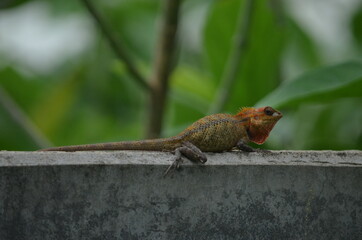 Dragon Lizard - Waiting for its Prey