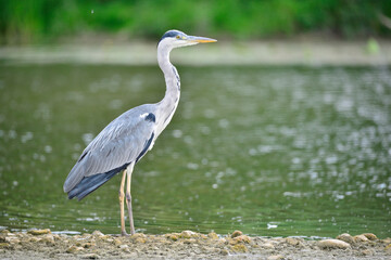 Héron gris