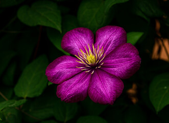 Close-up photo of purple clematis