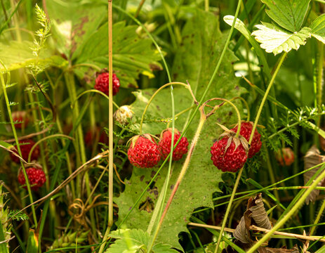 Ripe creamy strawberry (Fragaria viridis)