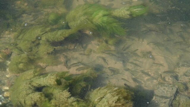 Movement of fry in the water stream and algae in the lake
