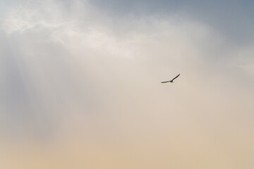 seagull flying in the summer sky
