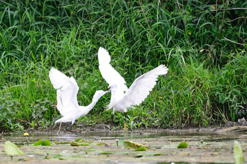 Aigrette garzette