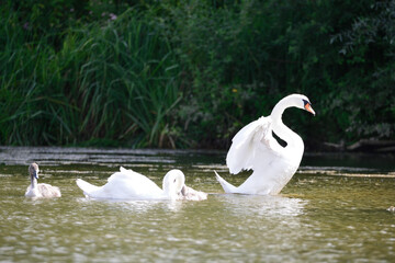 Obraz premium Cygnes et cygneaux