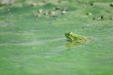 Grenouille verte