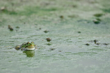 Grenouille verte