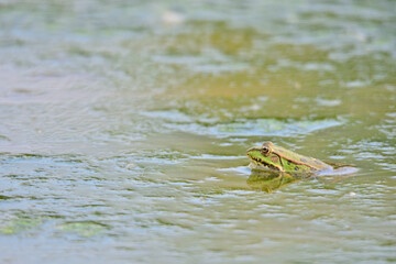 Grenouille verte