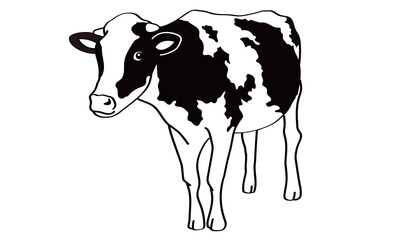 正面から見た白黒の牛の立ち姿