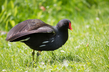 Common moorhen (Gallinula chloropus) grooming itself in grass