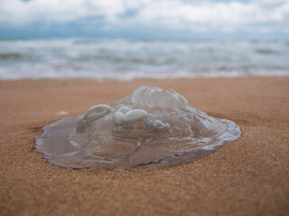 Dead jellyfish on the sandy seashore. Jellyfish on the beach. Sandy beach on the sea coast....