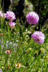 Fototapeta premium pink primrose spherical shape in nature