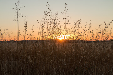 Obraz premium summer sunset at the wheat fields