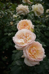 Pale Apricot and White Flower of Rose 'Tchaikovski' in Full Bloom
