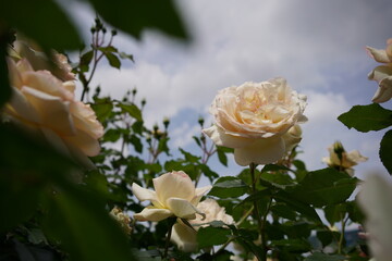 Pale Apricot and White Flower of Rose 'Tchaikovski' in Full Bloom
