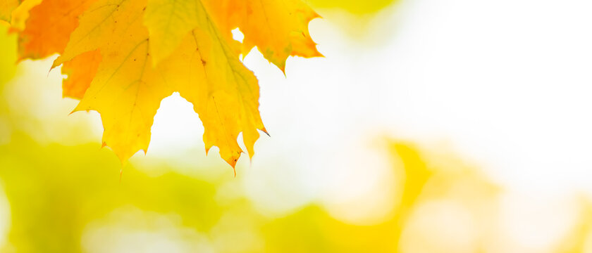 Autumn background. Tree branch with maple leaves on a blurred background. Autumn design background with yellow leaves. Copy space. Soft focus