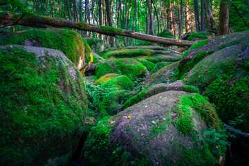 Wanderung durch das Höllbachtal in der nähe von Rettenbach im bayerischen Wald