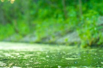 Background with a marshland with dirty water overgrown with sedge, grass and small broken boughs filmed closeup. Green water in a deserted, abandoned area.