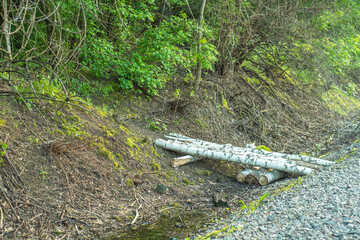 A primitive, rough, makeshift bridge over a ravine carelessly made of felled tree trunks