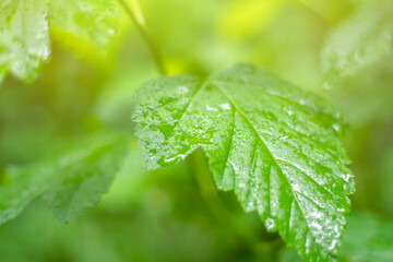 Close-up of wet green leaves of a bush after rain on a green blurred background
