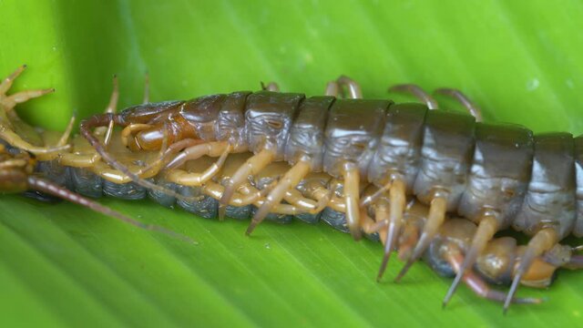 centipede beat and eat the rival on green banana leaf background, predatory animal