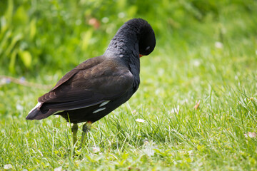 Common moorhen (Gallinula chloropus) grooming itself in grass