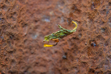Background with an old metal surface with streaks of rust and peeling paint. Old dry leaf hanging in a cobweb. Fine details at high magnification. Photo with soft focus and blurred backdrop.